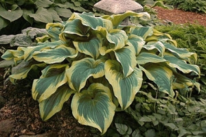 Montana Aureomarginata, Hosta